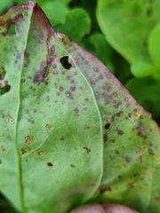 Phyllosticta plantaginis