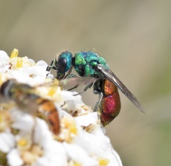 Pseudochrysis neglecta