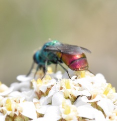 Pseudochrysis neglecta