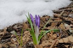 Crocus vernus