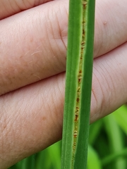 Puccinia hemerocallidis