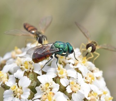 Pseudochrysis neglecta