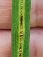 Puccinia hemerocallidis