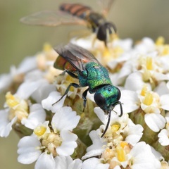 Pseudochrysis neglecta