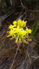 Bulbine lagopus