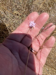 Lessingia arachnoidea