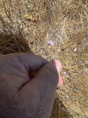 Lessingia arachnoidea