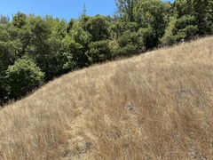 Lessingia arachnoidea