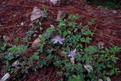 Passiflora karwinskii