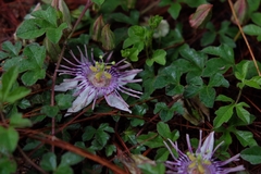 Passiflora karwinskii