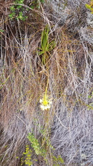 Bulbine lagopus