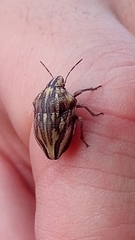 Odontotarsus