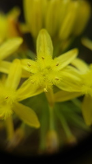 Bulbine lagopus