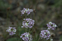Stevenia incarnata