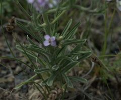 Stevenia incarnata