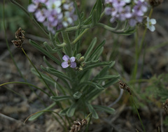 Stevenia incarnata