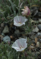 Convolvulus ammannii