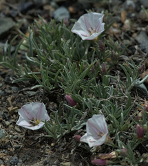Convolvulus ammannii