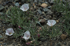 Convolvulus ammannii