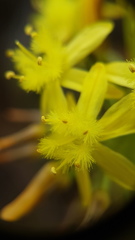 Bulbine lagopus