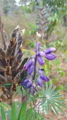 Lupinus montanus