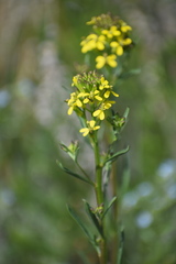 Erysimum coarctatum