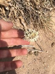 Ipomopsis spicata tridactyla