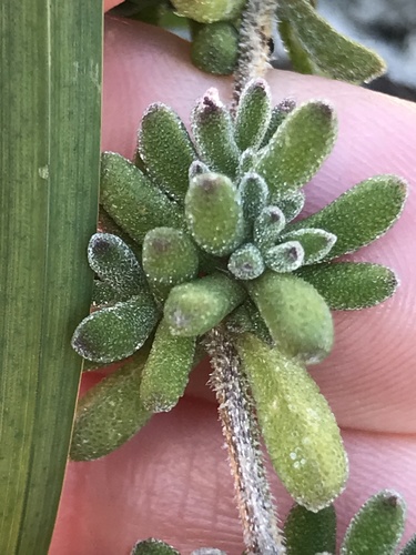 Pale dewplant