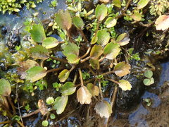 Ranunculus cheesemanii