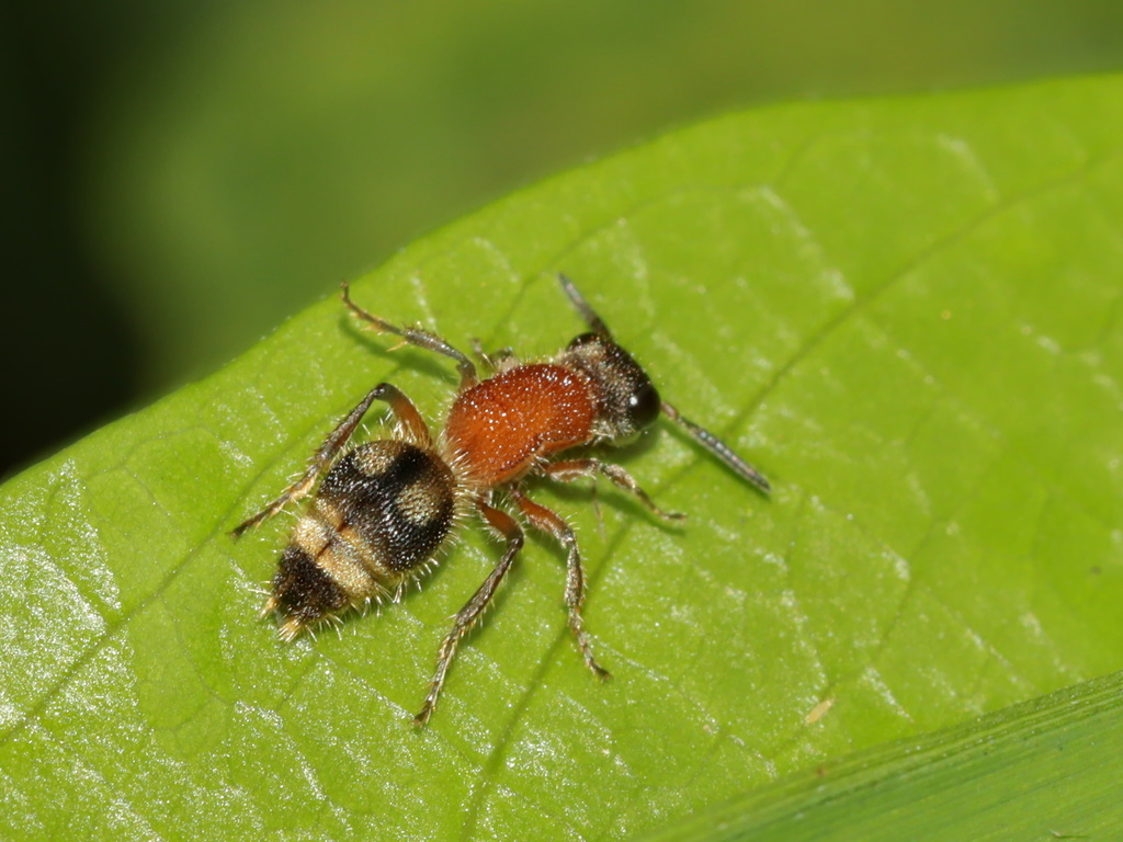 Orientidia