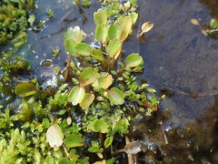 Ranunculus cheesemanii