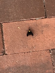 Chrysopilus davisi