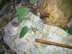 Barbitistes serricauda