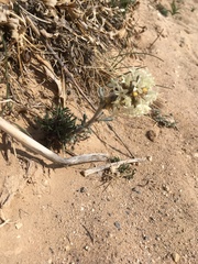 Ipomopsis spicata tridactyla