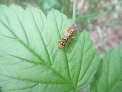 Pamphilius brevicornis