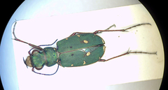 Cicindela campestris