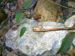 Barbitistes serricauda