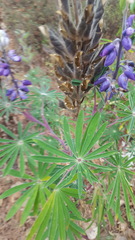 Lupinus montanus