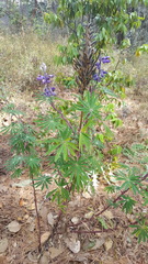 Lupinus montanus