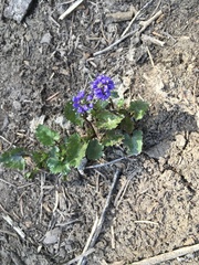 Veronica utahensis