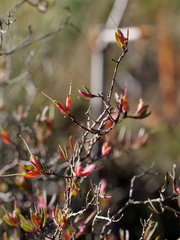 Darwinia biflora