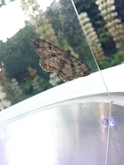 Peribatodes rhomboidaria