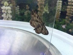 Peribatodes rhomboidaria