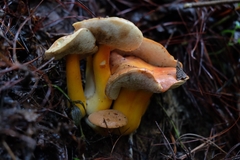 Tylopilus leucomycelinus