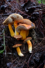 Tylopilus leucomycelinus