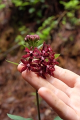Asclepias melantha