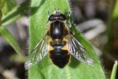 Helophilus lapponicus