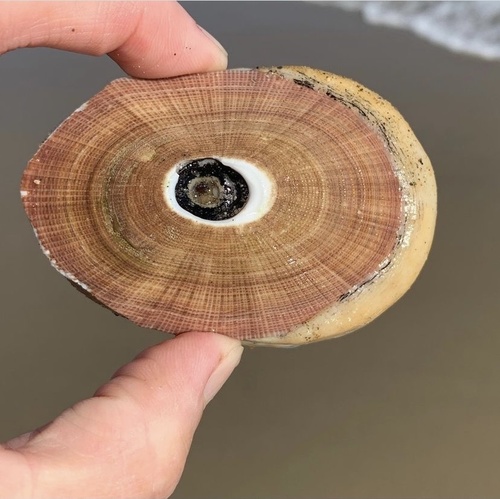 Giant Keyhole Limpet