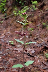 Asclepias melantha