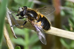 Helophilus lapponicus